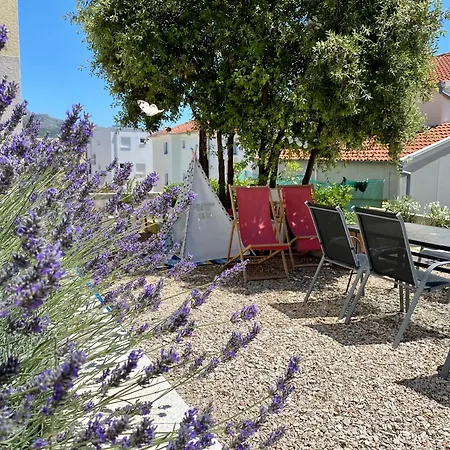 Salvia Adriatica * Grebaštica